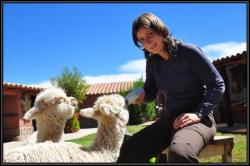 B&eacute;b&eacute;s alpacas