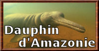 Le dauphin d'Amazonie