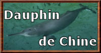 Le dauphin de Chine