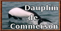 Le dauphin de Commerson