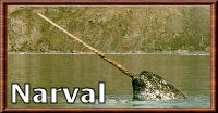 Le narval