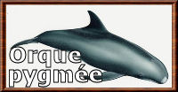 L'orque pygm�e