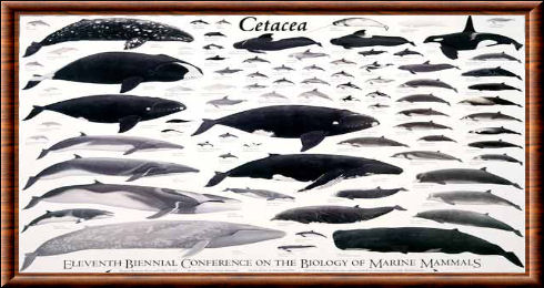 Les mammif�res appartenant � l'ordre Cetacea