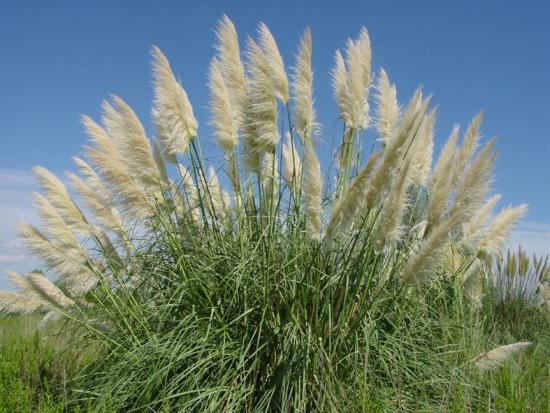 que planter dans un sol sableux