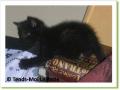Pirate, chaton &agrave; adopter