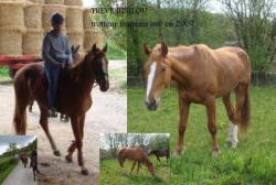 treve