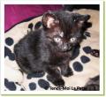 Flamme, chaton &agrave; adopter