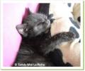 Fl&egrave;che, chaton &agrave; adopter