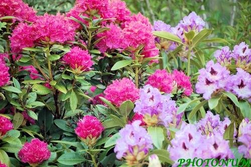 RHODONDENDRON
