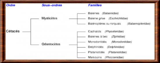 Composition de l'ordre des c�tac�s
