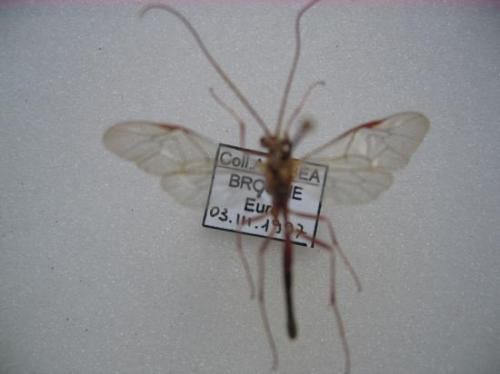 Ophion obscuratus Fabricius Coll. Leg. Photo A.M.B / Det. C. Villemant