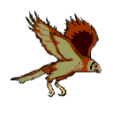 rapace