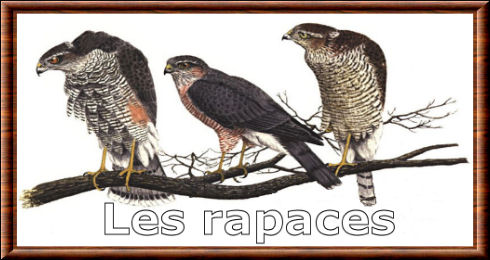 Les rapaces
