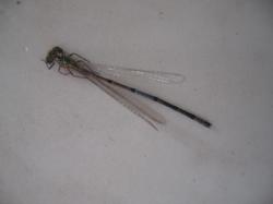 Odonata Zygoptera Photo AMB V-2010 Pyrrhosoma nymphula M