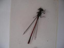 Odonata Zygoptera Photo AMB V-2010 Ischnura elegans F