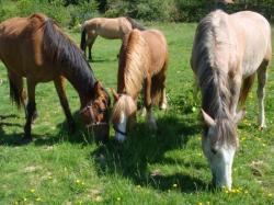 chevaux arriv&eacute;s le 24 mai
