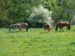 chevaux arriv&eacute;s le 24 mai