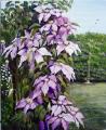 Galerie 5 : Fleurs